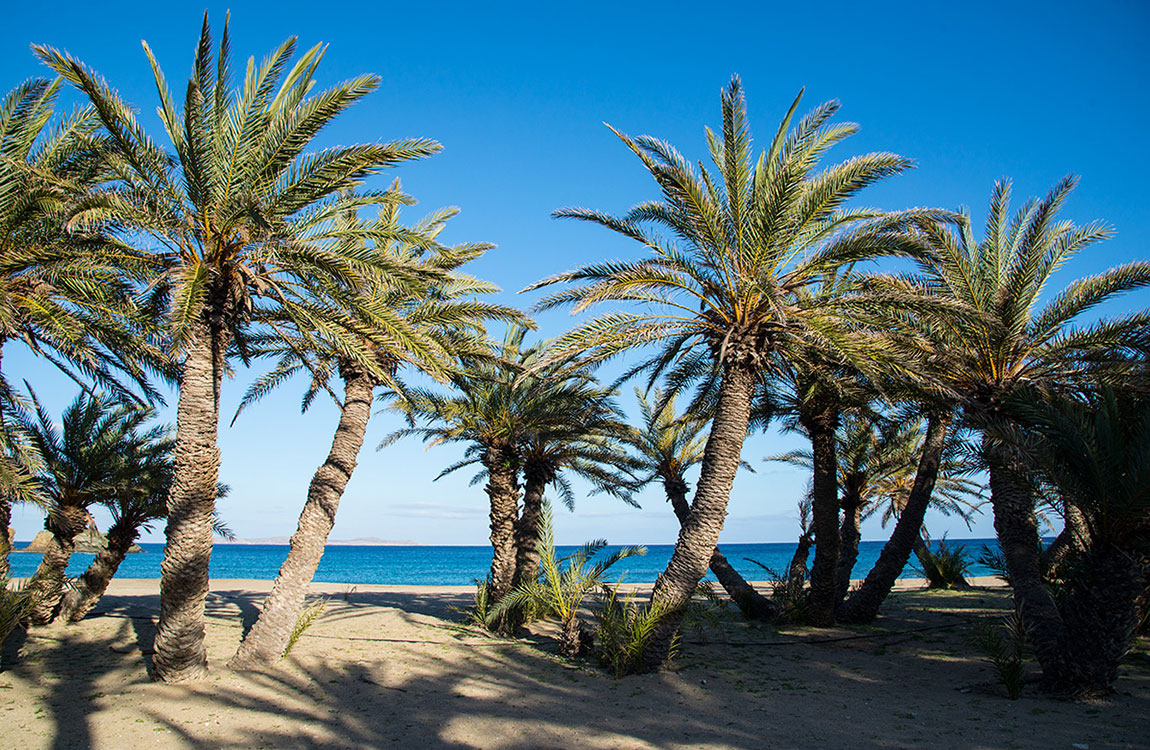 vai palmbeach